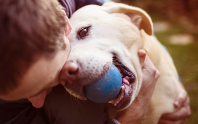 Animal Assisted Therapy for Addicts