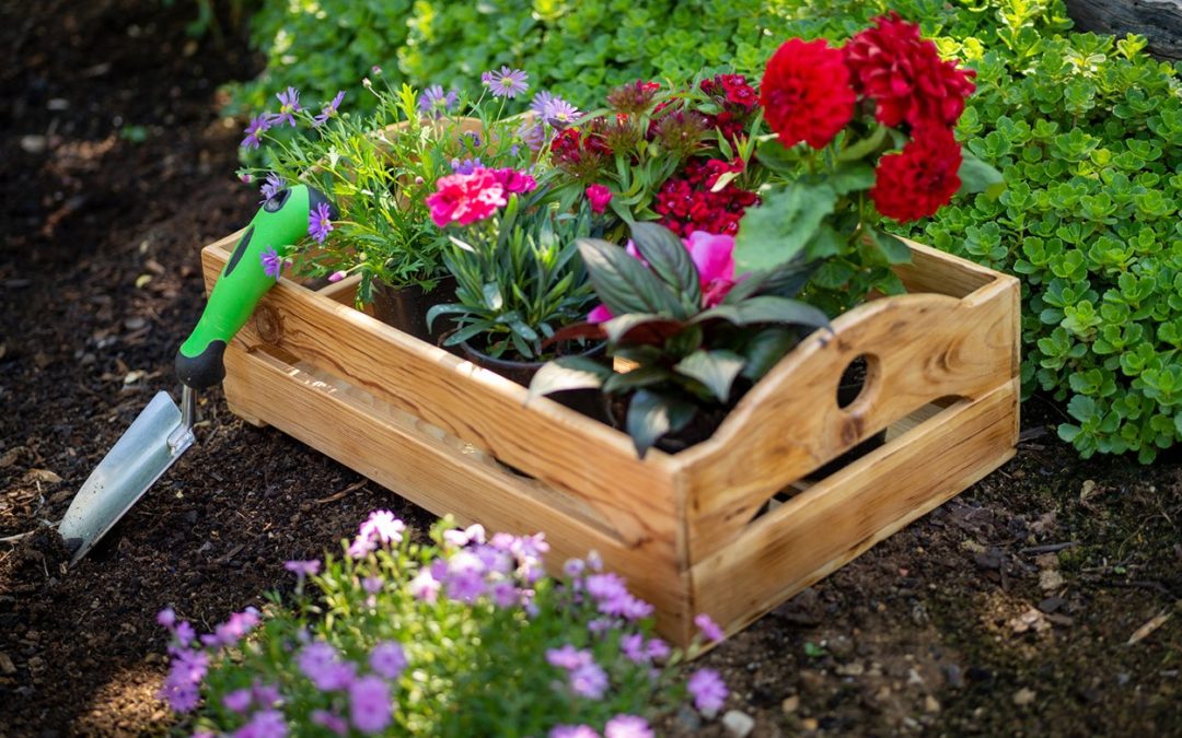flowers in a garden