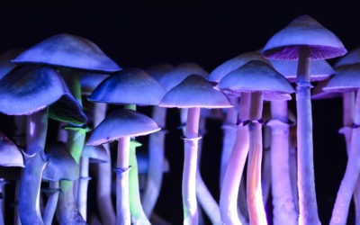 Psilocybin Legalization Efforts