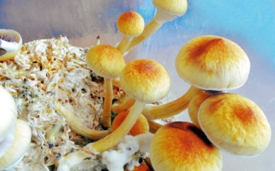 Denver’s Psilocybin Decriminalization
