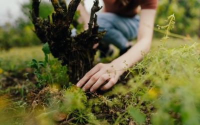 Farm-Based Addiction Recovery Programs