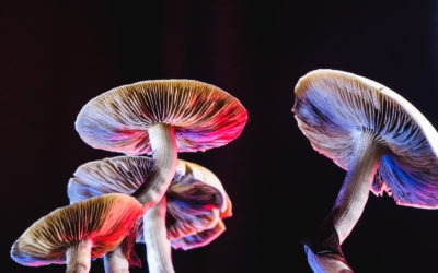 Psilocybin and the Election