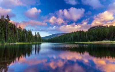 Ecotherapy and Forest Bathing